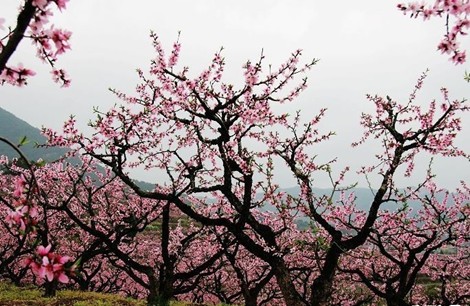 四川龙泉 百里桃花俏枝头