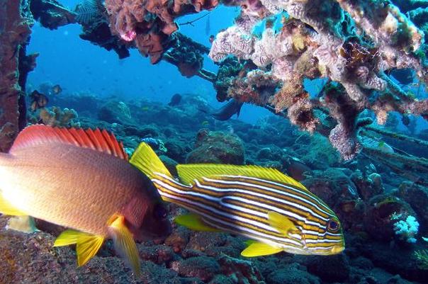 巴厘岛潜水点介绍