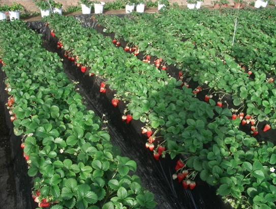 北京昌平小高草莓园简介_北京昌平小高草莓园