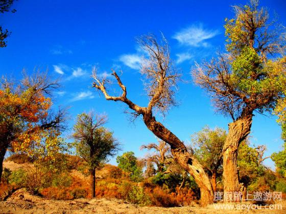北京出发 宁夏内蒙:贴心系列-银川\/贺兰山\/广宗