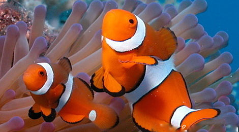 天津海昌极地海洋馆门票价格_天津海昌极地海